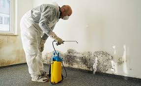 Best Mold Prevention Services in St Joseph, MN